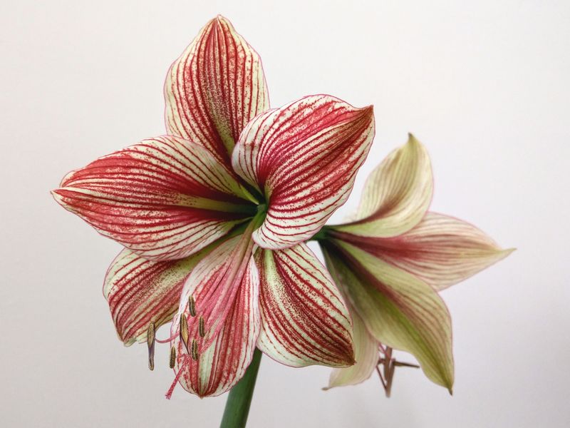 Amaryllis Trumpets Rising From A Single Bulb Amaryllis Trumpets Rising From A Single Bulb