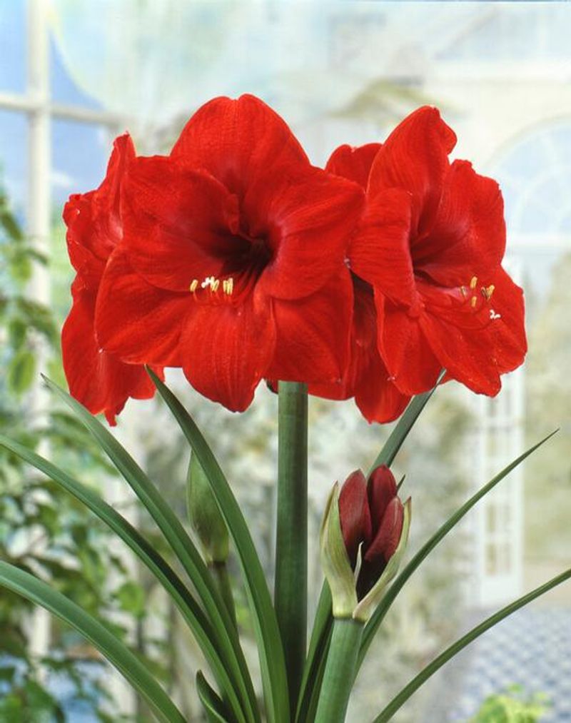 Amaryllis