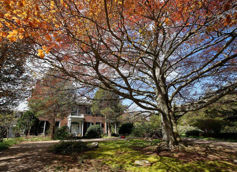 American And European Beeches Are Both At Risk American And European Beeches Are Both At Risk