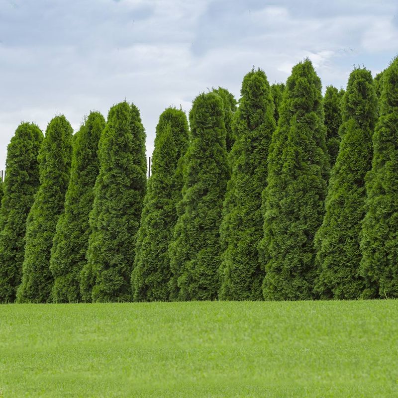 American Arborvitae Is An Ohio Native Too American Arborvitae Is An Ohio Native Too