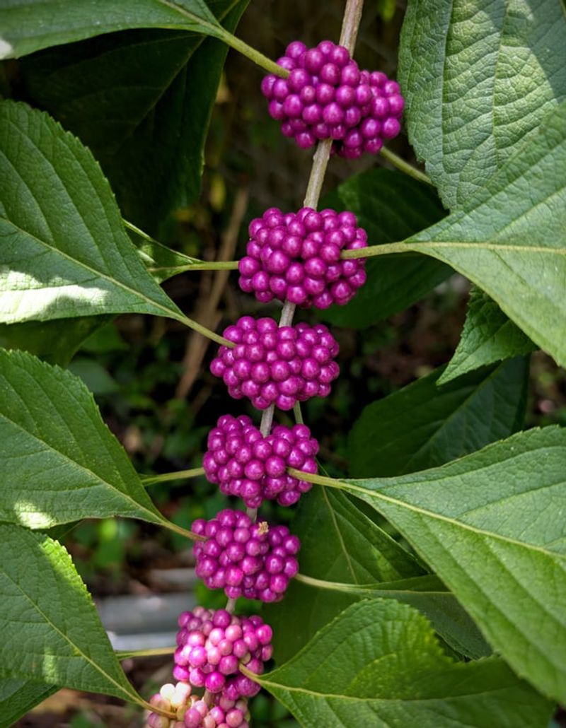American Beautyberry Surprises You With Purple Berries American Beautyberry Surprises You With Purple Berries
