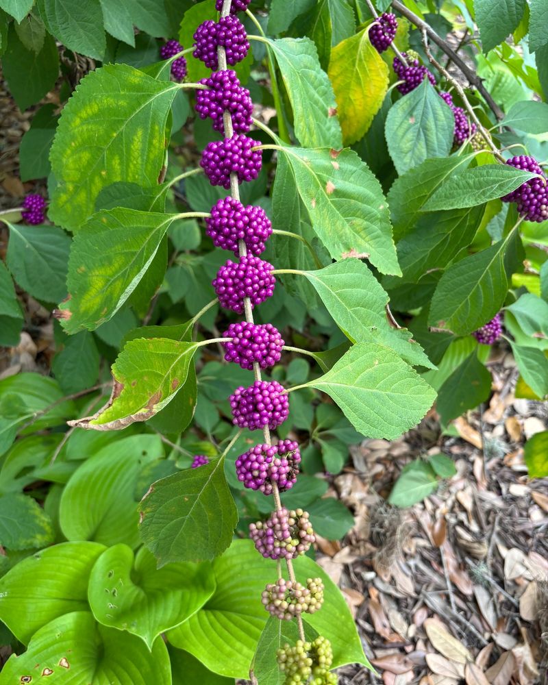 American Beautyberry