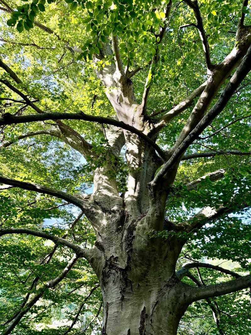 American Beech