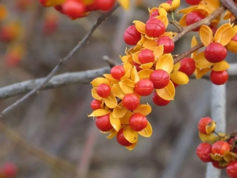 American Bittersweet Glows In Orange And Red American Bittersweet Glows In Orange And Red