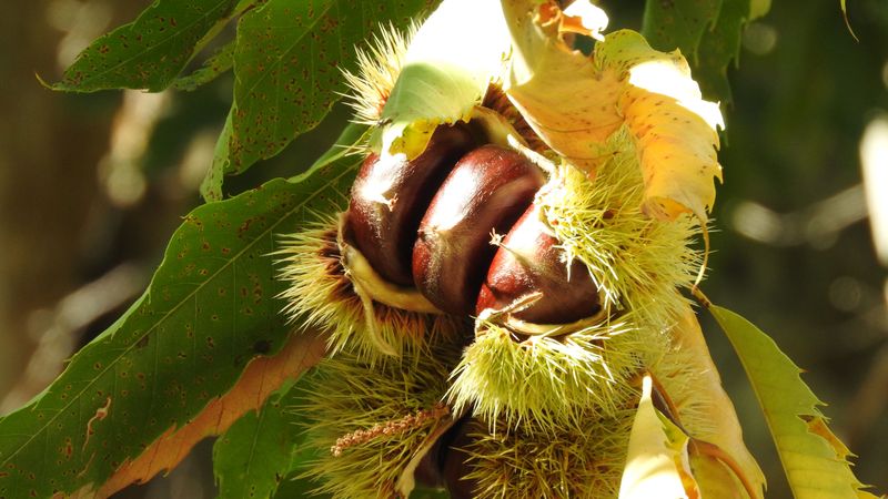 American Chestnut Burs Reappear In Some New Jersey Woods