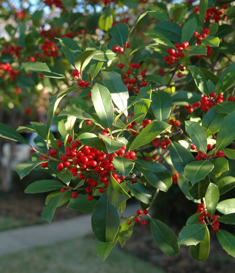 American Holly American Holly