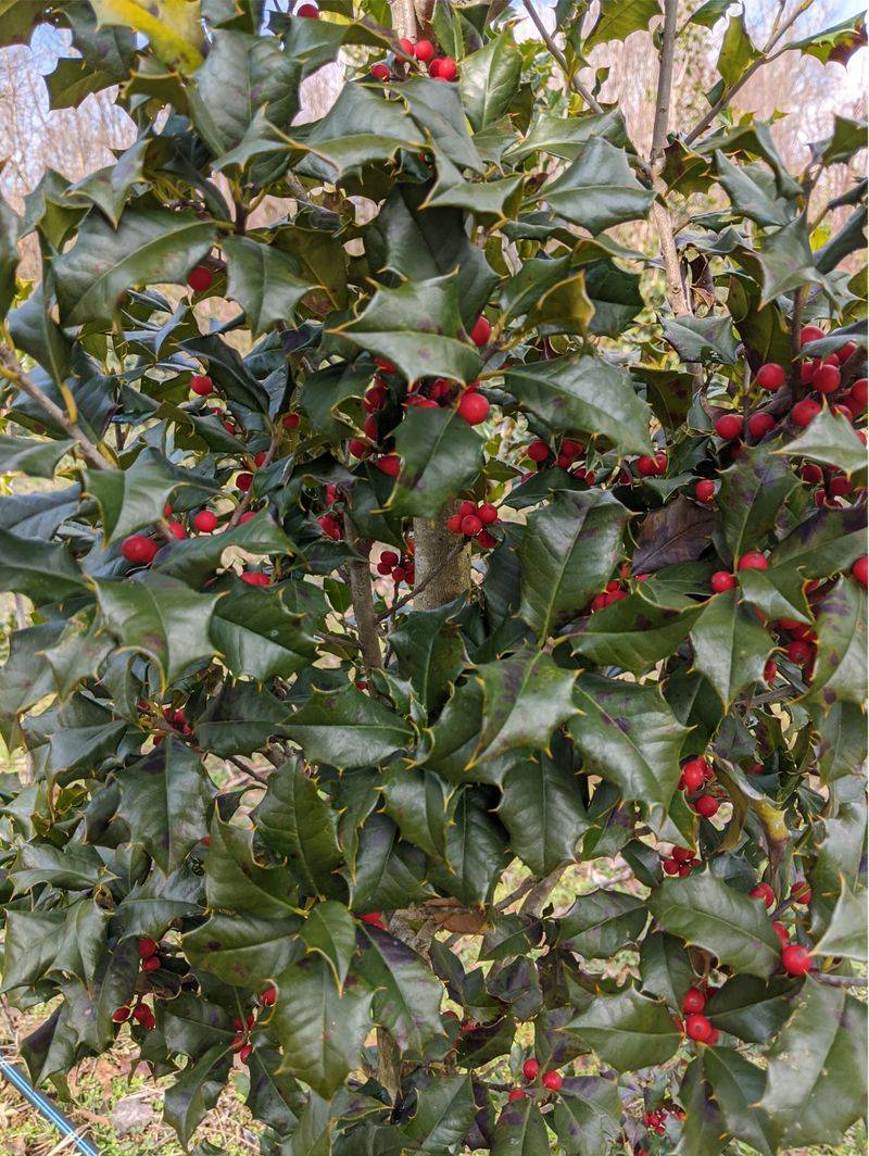 American Holly Brings Red Berries Into Winter American Holly Brings Red Berries Into Winter