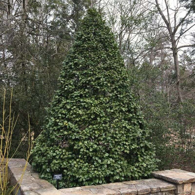 American Holly Grows Tall Enough For A Substantial Screen