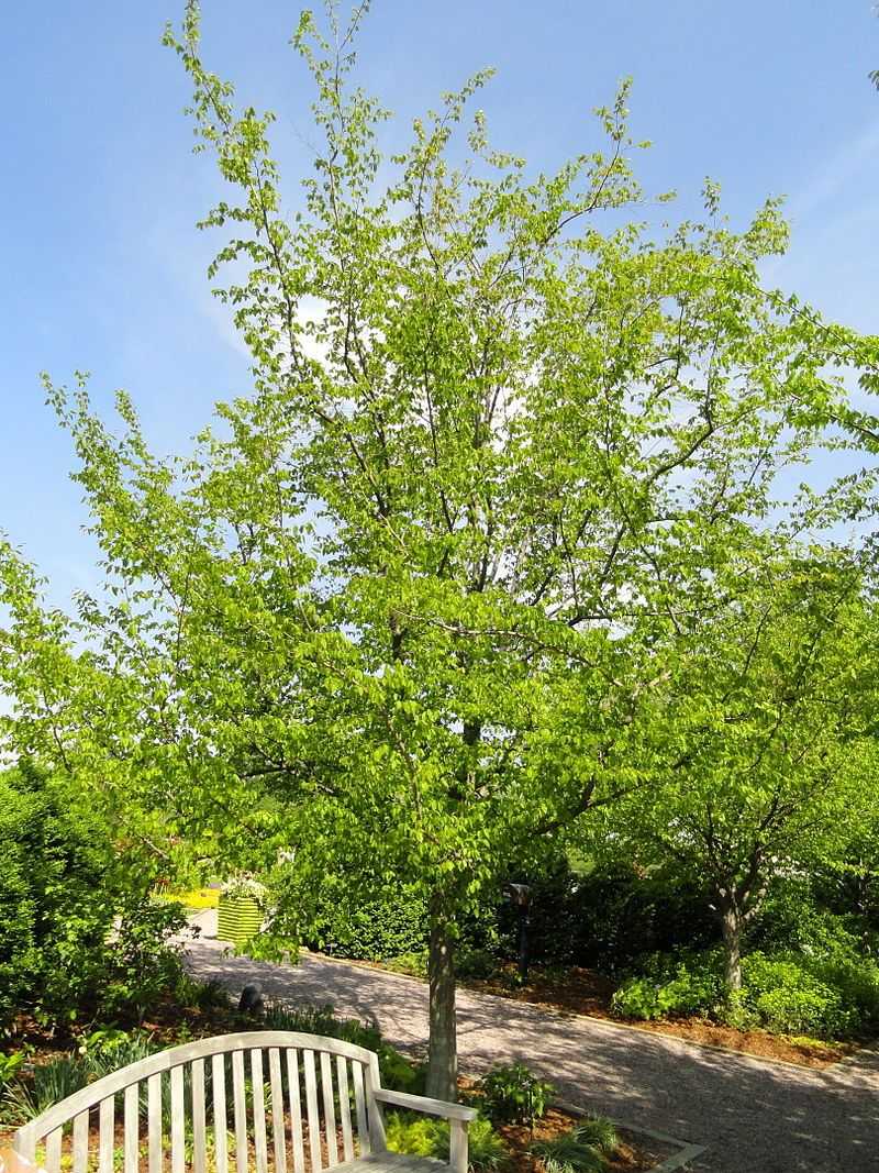 American Hophornbeam Works In Smaller Spaces American Hophornbeam Works In Smaller Spaces