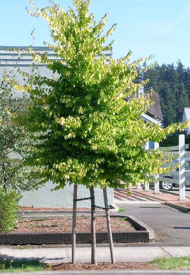 American Hornbeam For A Broad, Rounded Crown American Hornbeam For A Broad, Rounded Crown