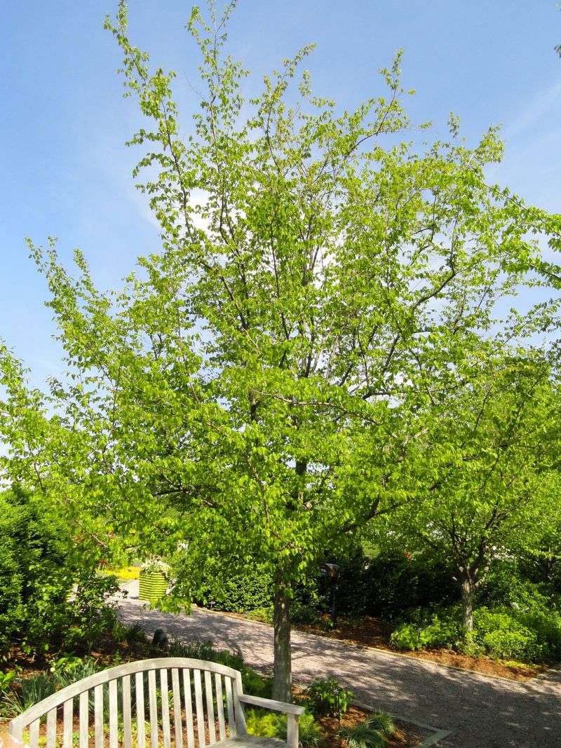 American Hornbeam Works Well In Smaller Landscapes American Hornbeam Works Well In Smaller Landscapes