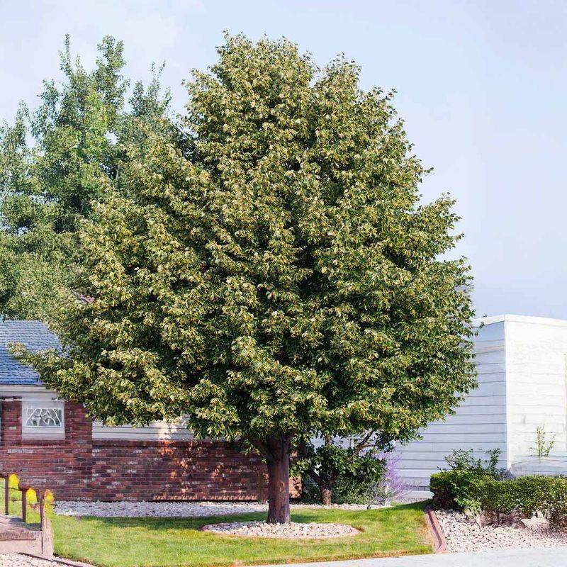 American Linden Fills The Air With Sweetness