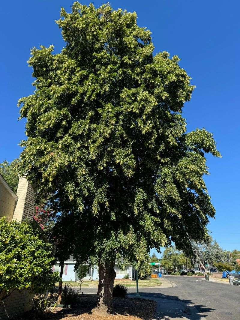 American Linden For Fragrant Summer Blooms American Linden For Fragrant Summer Blooms