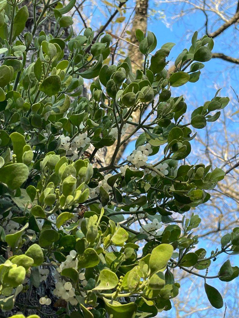 American Mistletoe, A Leafy Plant Growing On Branches American Mistletoe, A Leafy Plant Growing On Branches