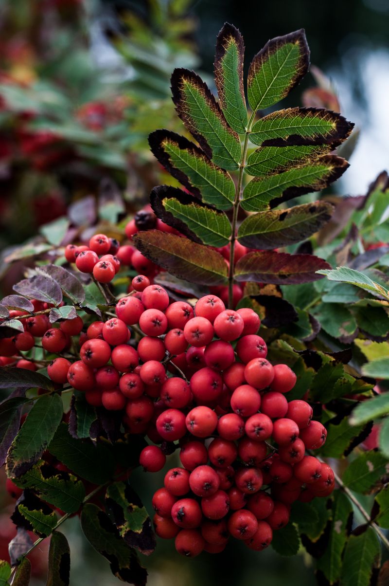 American Mountain Ash American Mountain Ash