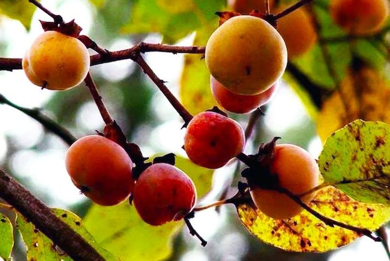 American Persimmon Shrugs Off Dry Spells American Persimmon Shrugs Off Dry Spells