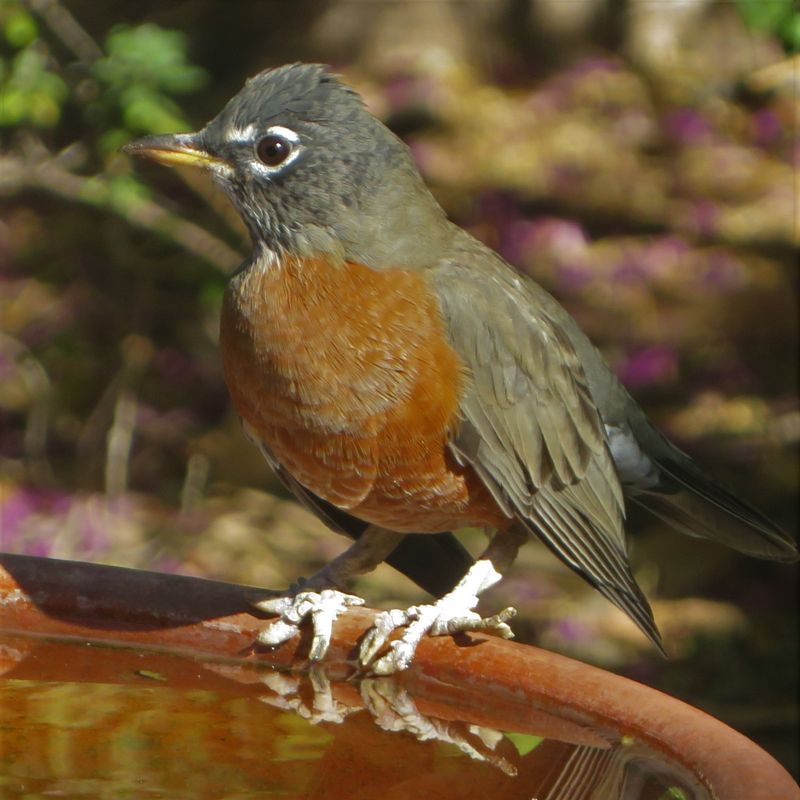 American Robin American Robin