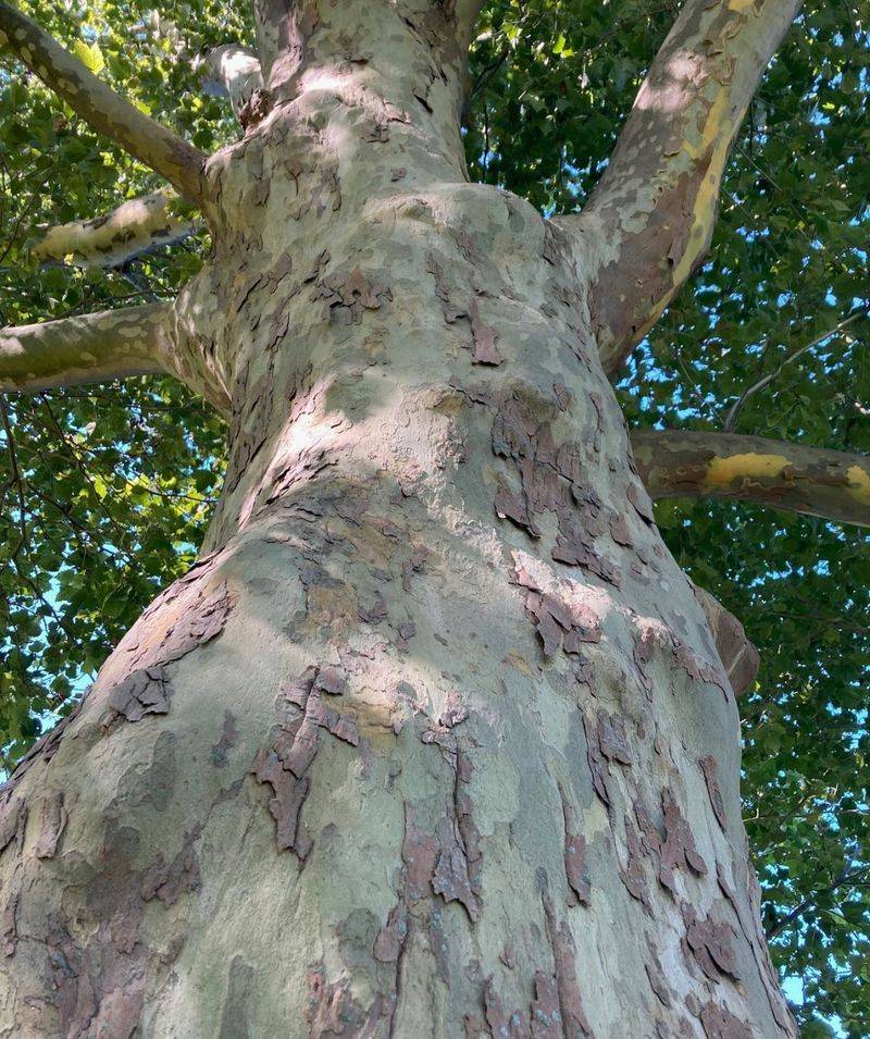 American Sycamore