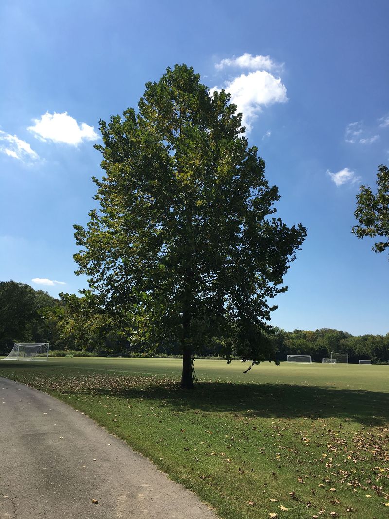 American Sycamore Grows Into A Giant