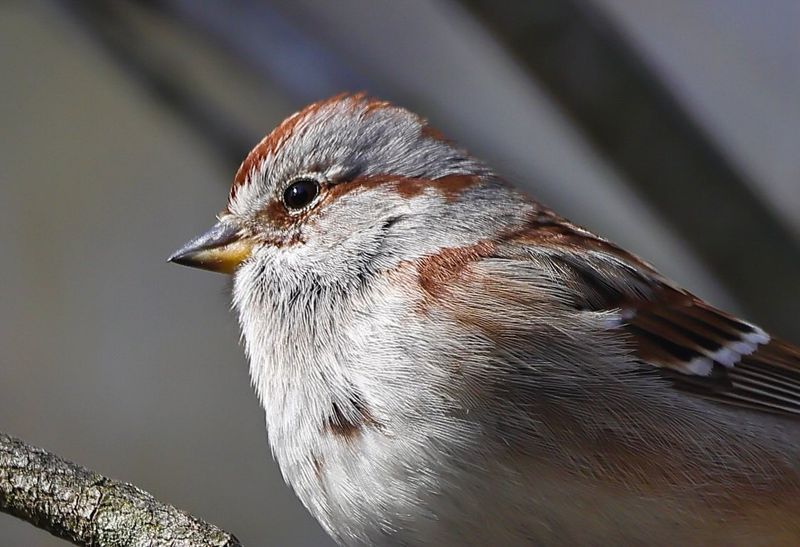American Tree Sparrow