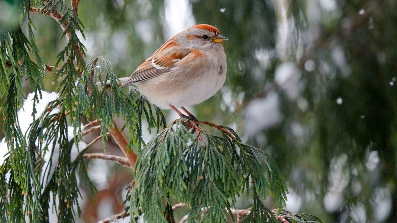 American Tree Sparrows Follow In Late October American Tree Sparrows Follow In Late October