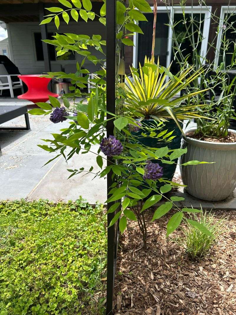 American Wisteria Gives You Lavender Blooms Without The Runaway Vine