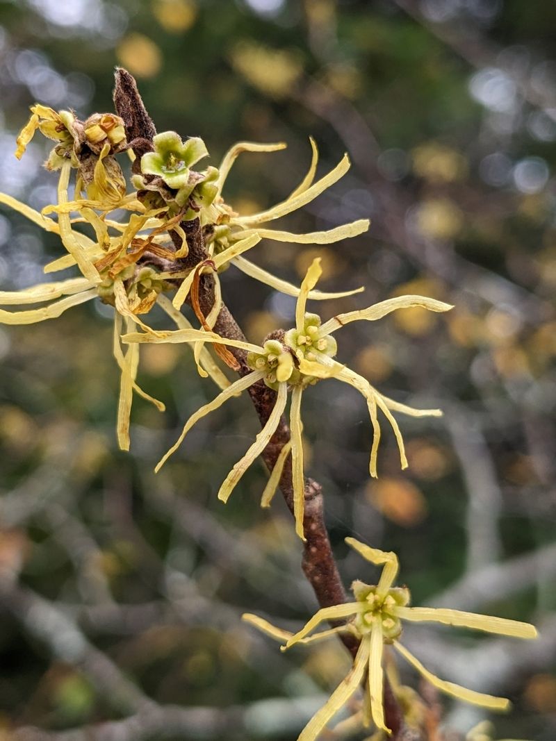 American Witch Hazel Is Ohio’s Only Native Witch Hazel American Witch Hazel Is Ohio’s Only Native Witch Hazel