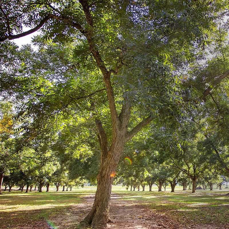 Amling Pecan