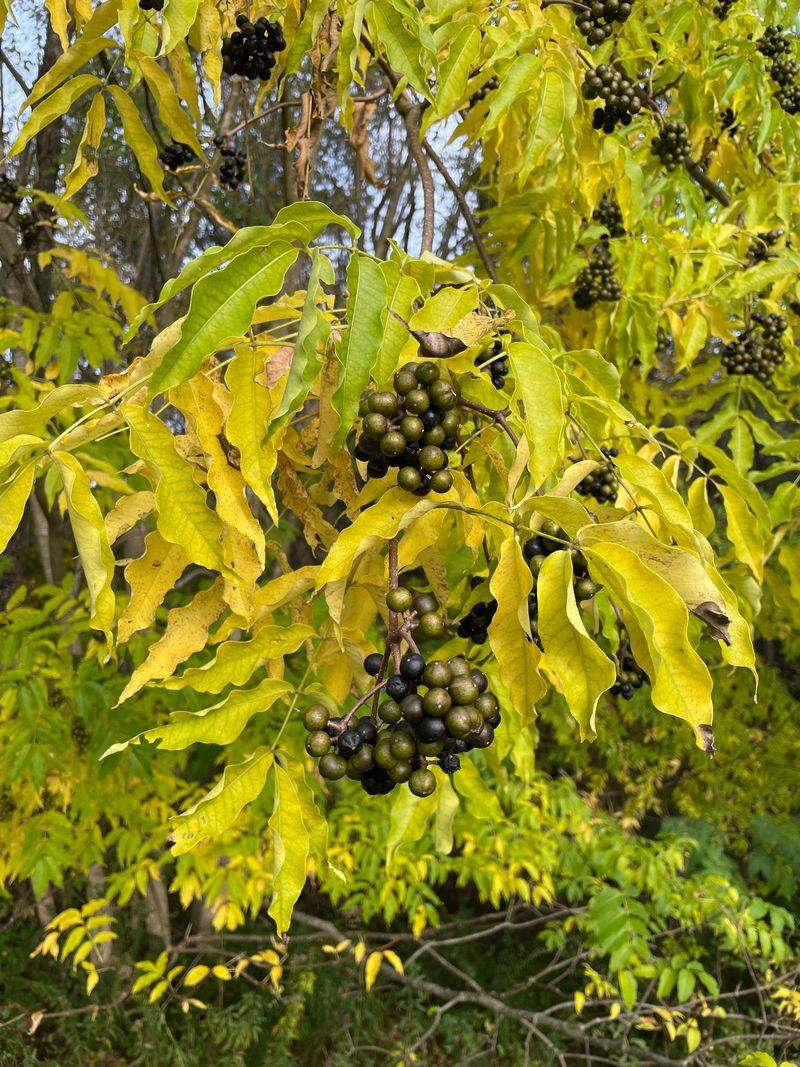 Amur Cork Tree Spreads Through Birds Amur Cork Tree Spreads Through Birds