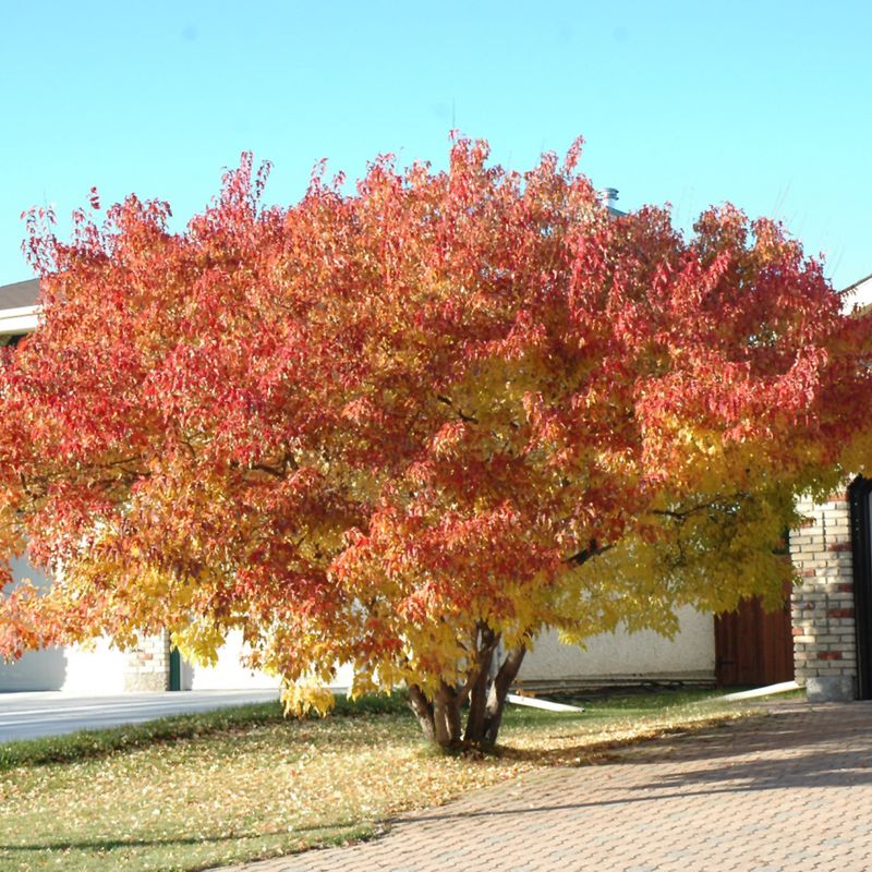 Amur Maple Delivers Tough Shade For New York Winters