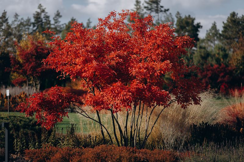 Amur Maple Raises Concerns About Spread Amur Maple Raises Concerns About Spread