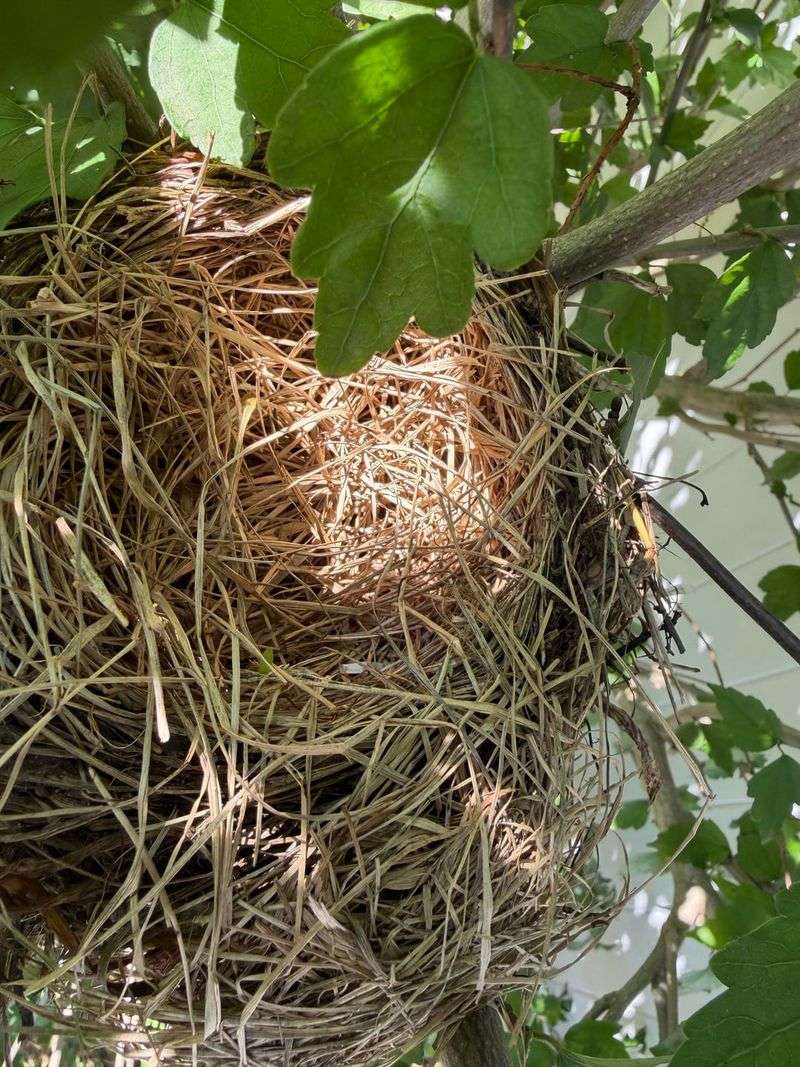 An Abandoned Bird Nest Left Over From Summer An Abandoned Bird Nest Left Over From Summer