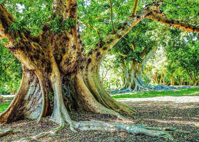 An Accountant With a Plant Habit Started It All
