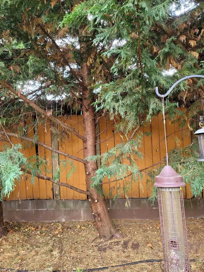 An Arborist Can Decide Whether Removal Is Best