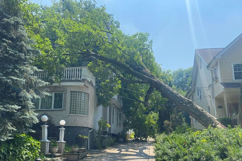 An Arborist Can Help Decide Whether Pruning Is Enough An Arborist Can Help Decide Whether Pruning Is Enough
