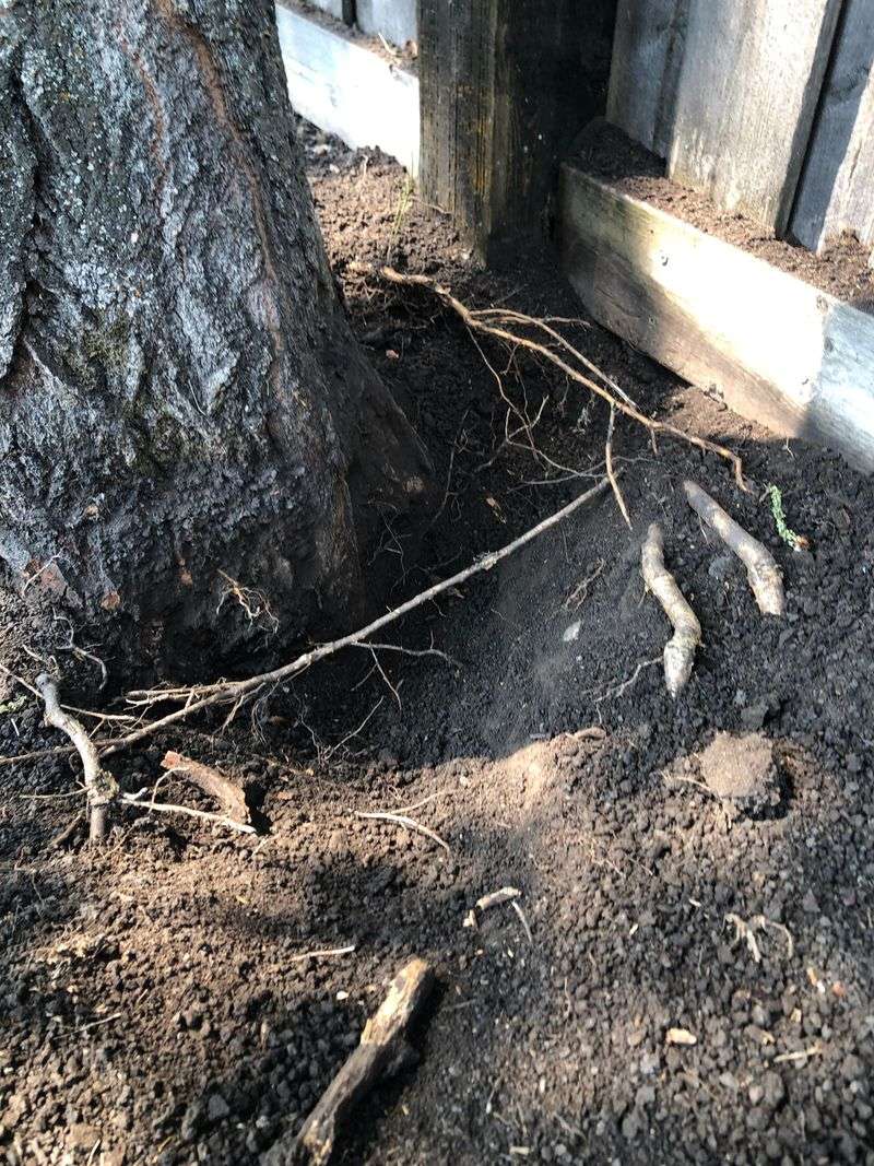 An Arborist Report Strengthens Your Case An Arborist Report Strengthens Your Case