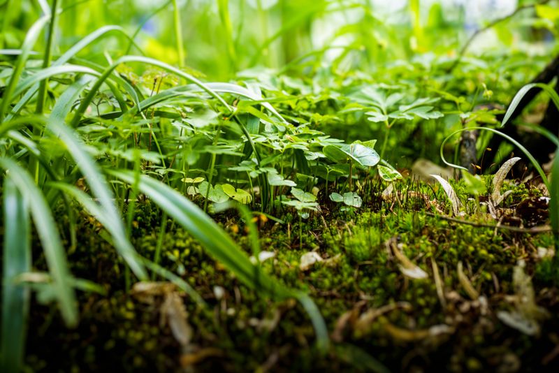 An Ecosystem Reaching From Soil To Treetops