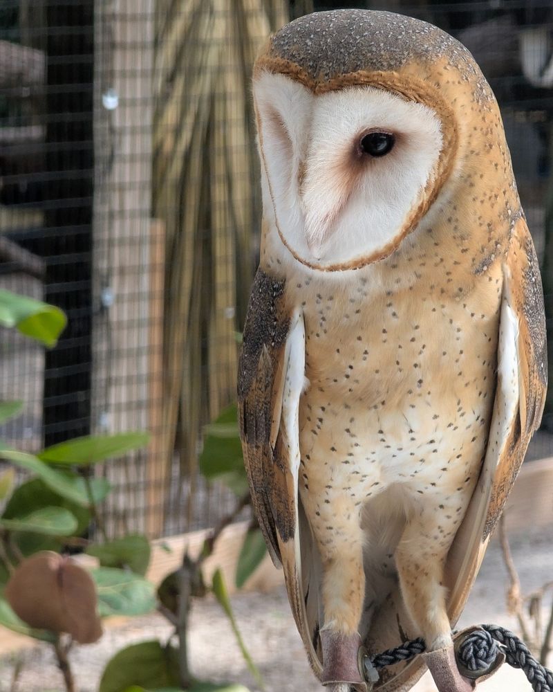 An Eerie Screech After Dark May Belong To A Barn Owl An Eerie Screech After Dark May Belong To A Barn Owl