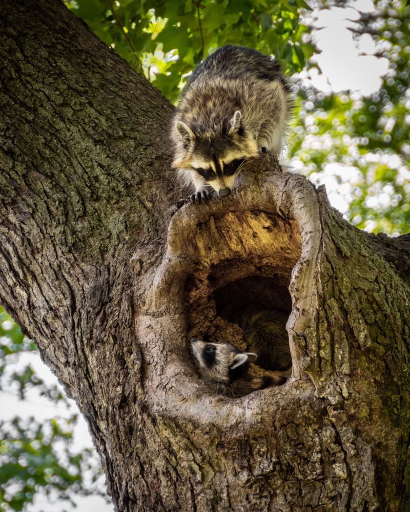 An Empty Backyard Raccoon Den Rarely Stays Vacant For Long An Empty Backyard Raccoon Den Rarely Stays Vacant For Long