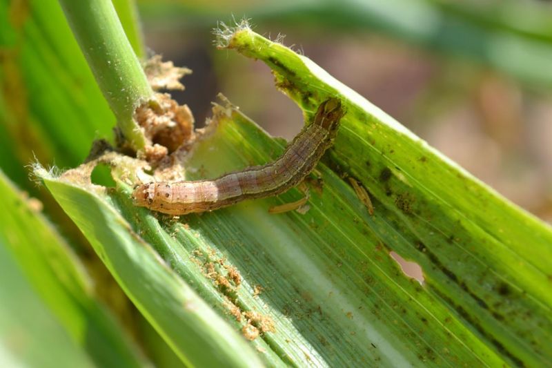 An Occasional But Destructive Lawn Pest