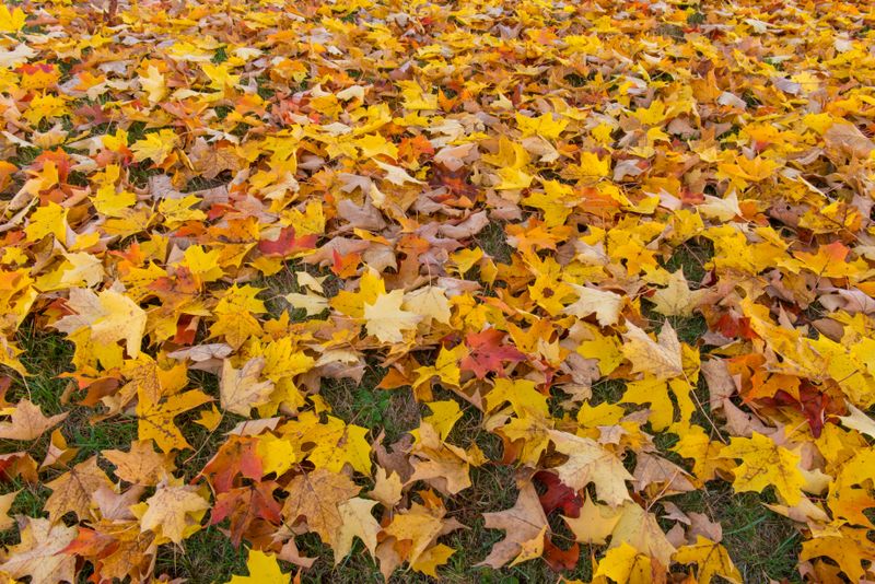 An October Game Plan For Safer Leaf Piles