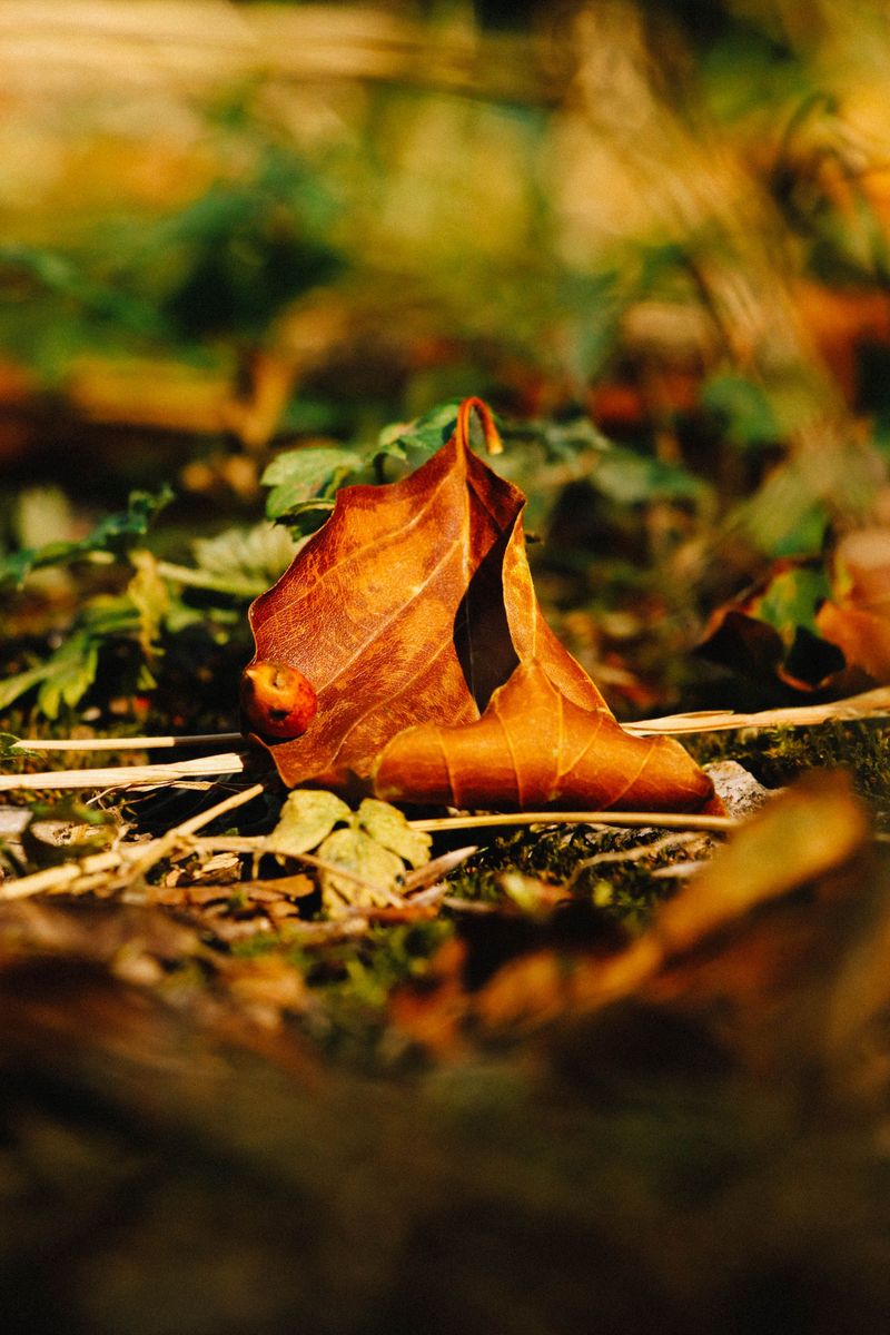 An October Hideout Inside The Leaves An October Hideout Inside The Leaves