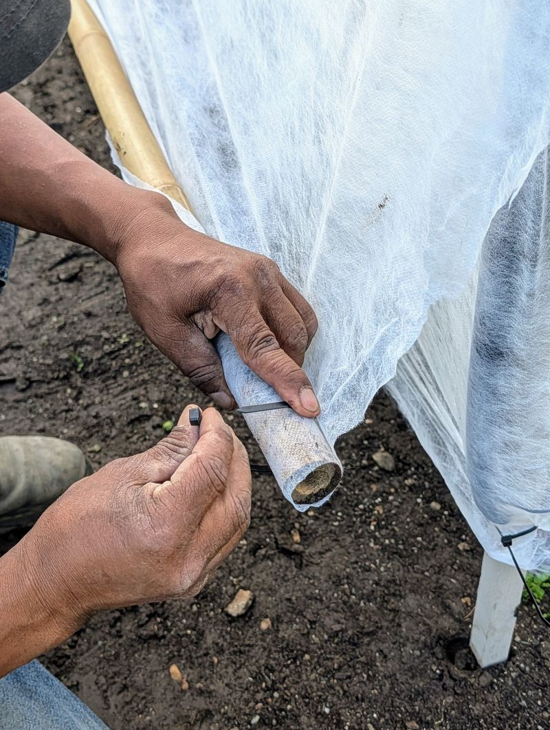 An Old Bedsheet Is Michigan's Best Frost Shield
