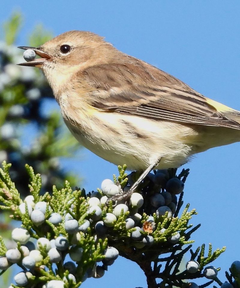 An Old Nickname, Myrtle Warbler, Comes From This Connection