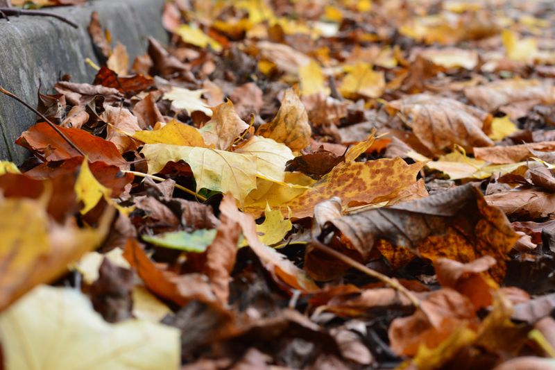 An Overly Tidy Fall Removes Winter Shelter