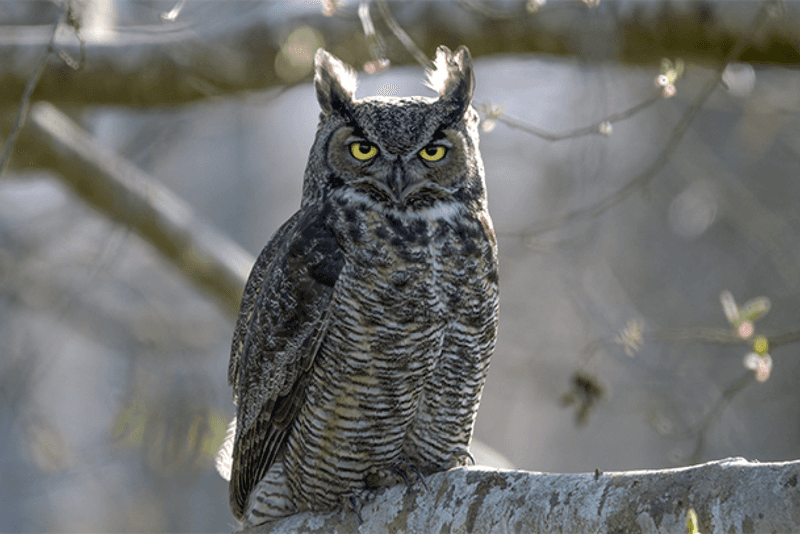 An Owl Is Claiming Its Territory