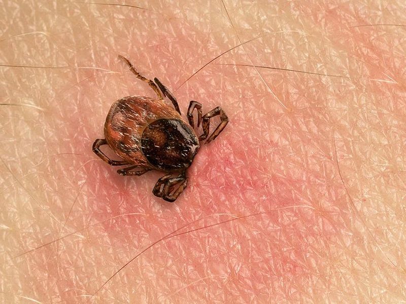 An attached tick changes the next step