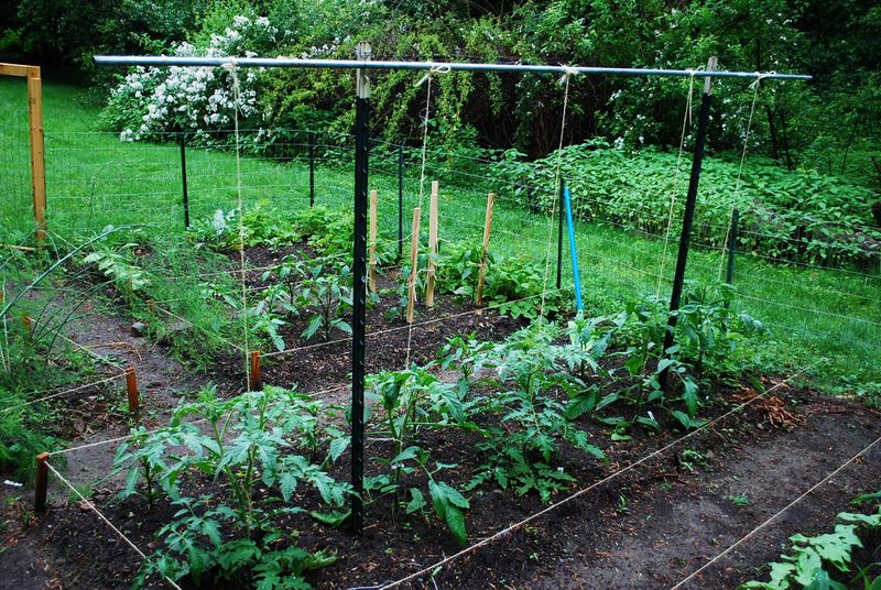 Anchor Trellises Against Sudden Gusts Anchor Trellises Against Sudden Gusts