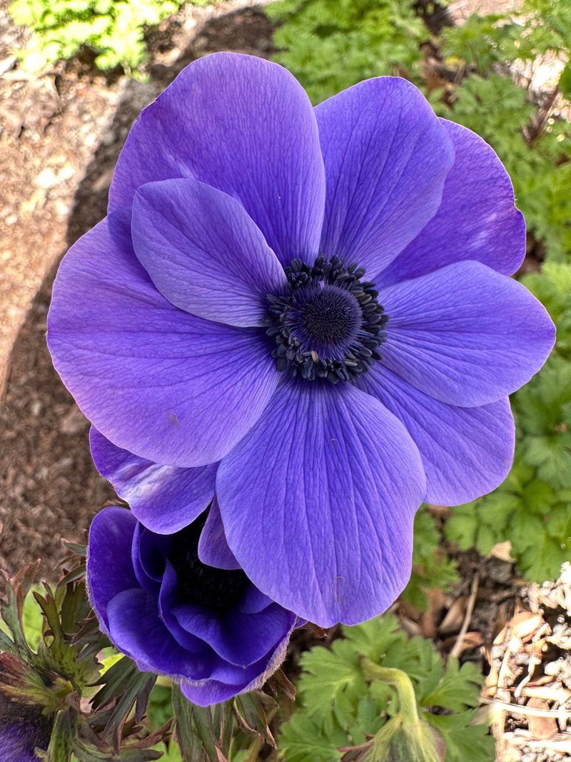 Anemones Bloom In Cool Weather Anemones Bloom In Cool Weather