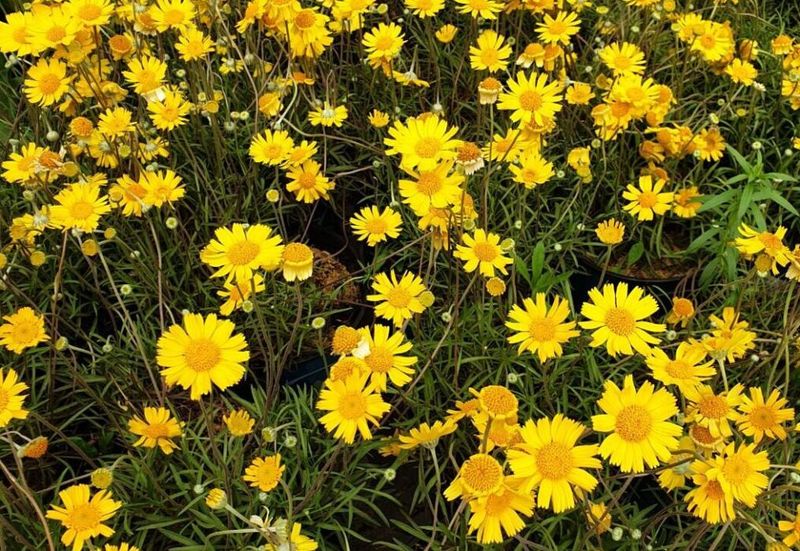 Angelita Daisy